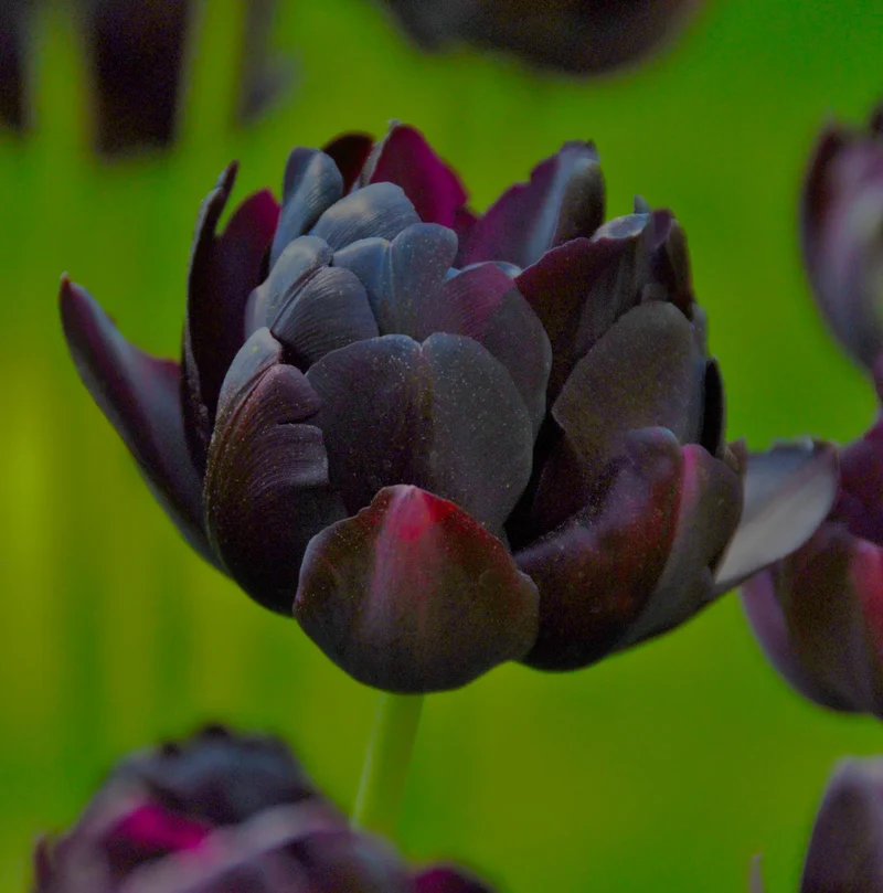 Bulbes de fleurs Non-Traité Tulipe Black Hero® calibre 12/+ (1002200)