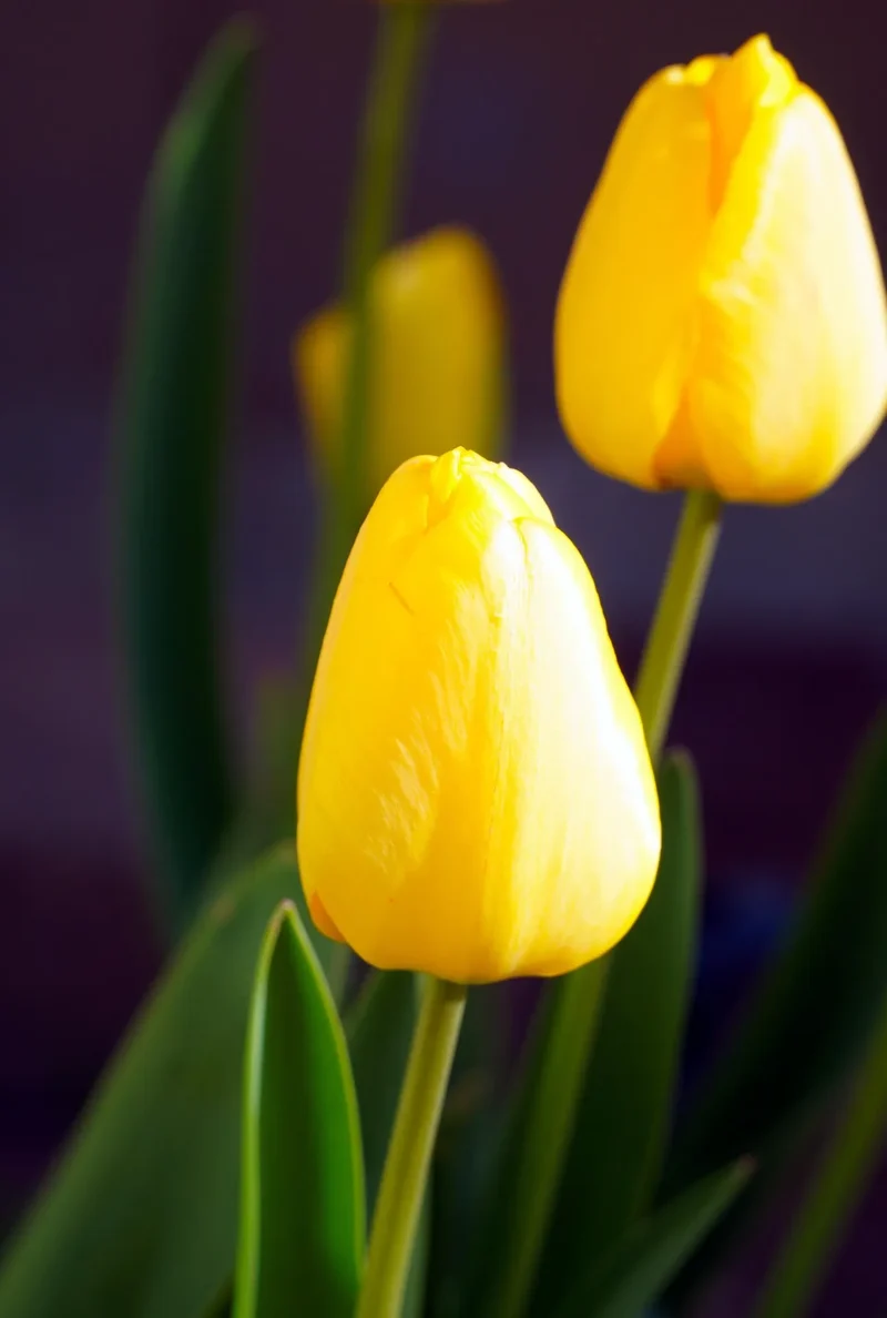Bulbes de fleurs Non-Traité Tulipe Big Smile® calibre 12/+ (1002100)