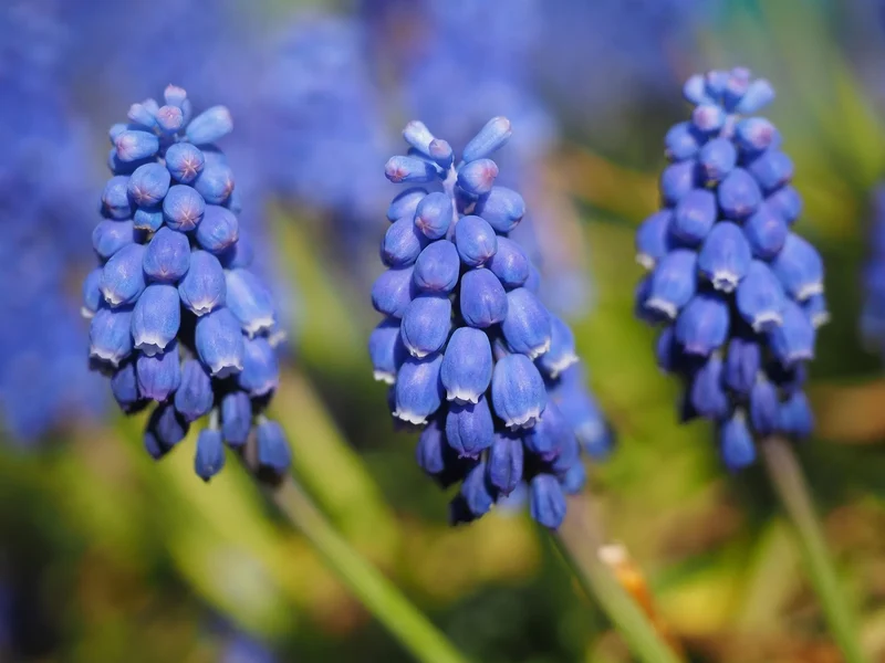 Bulbes de fleurs Non-Traité Muscari Big Smile® calibre 9/10 (3800900)