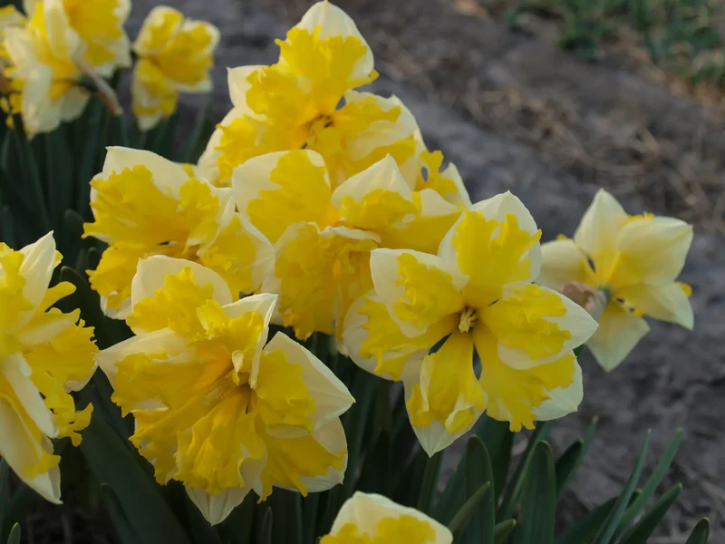 Bulbes de fleurs Non-Traité Narcissus Banana Splash calibre sp12/14 (2026410)