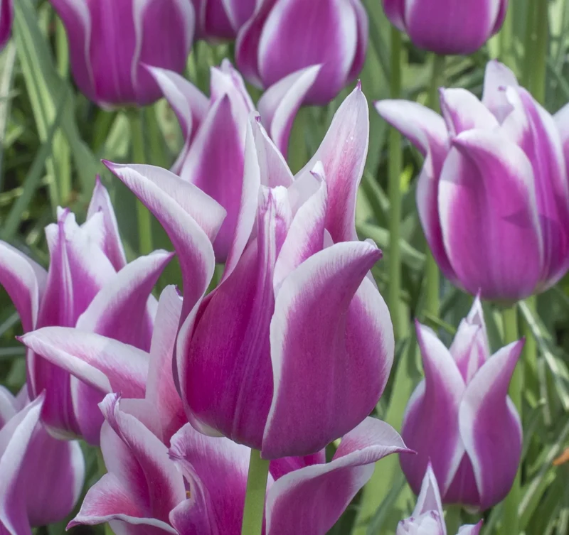Bulbes de fleurs Non-Traité Tulipe Ballade calibre 12/+ (1034100)
