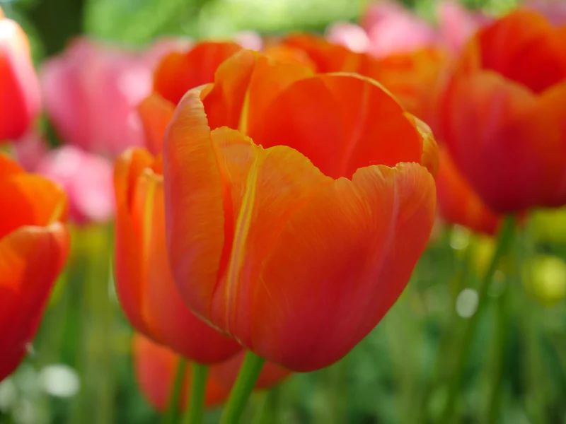 Bulbes de fleurs Non-Traité Tulipe Avignon calibre 12/+ (1035400)
