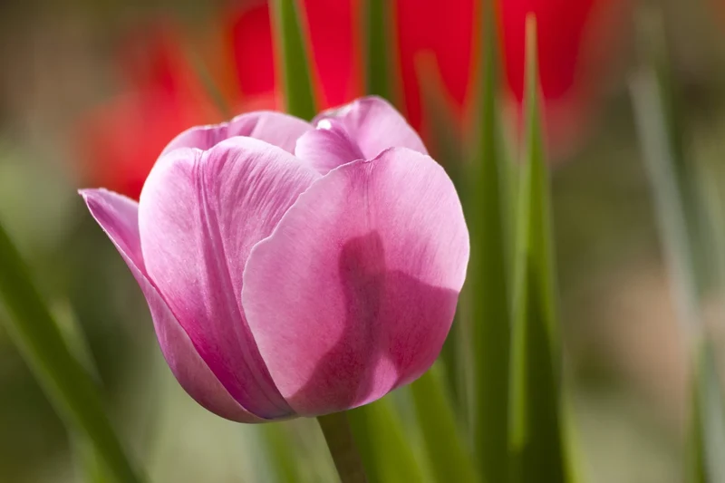 Bulbes de fleurs Non-Traité Tulipe Argos calibre 12/+ (1060900)