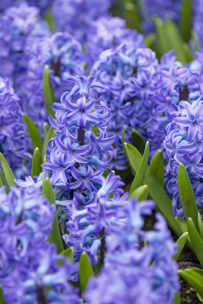 Bulbes de fleurs Non-Traité Hyacinthus Aqua® calibre 16/17 (3012500)