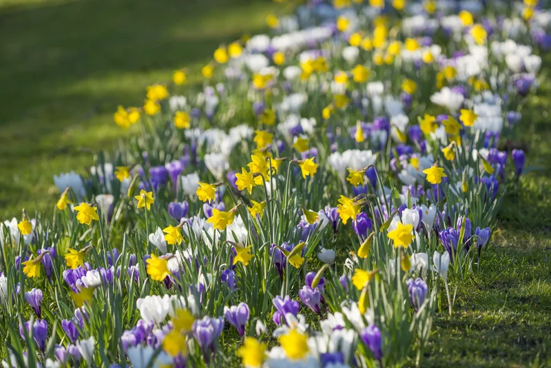 Bulbes de fleurs Non-Traité Mix April Fools' Day Mix (9016600)