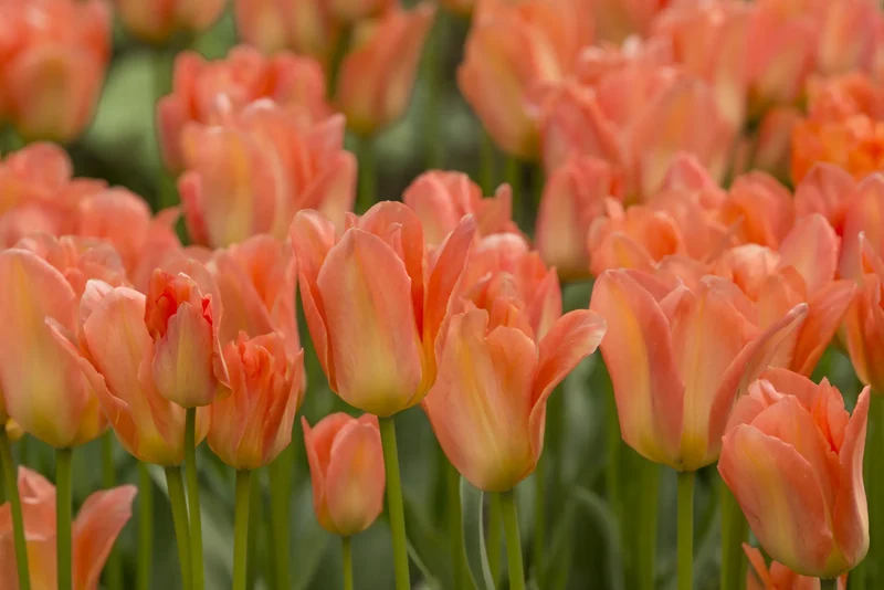 Bulbes de fleurs Non-Traité Tulipe Apricot Emperor calibre 12/+ (1039600)