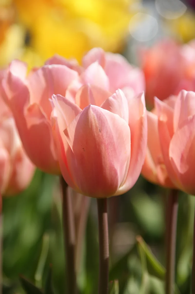 Bulbes de fleurs Non-Traité Tulipe Apricot Beauty calibre 12/+ (1023900)