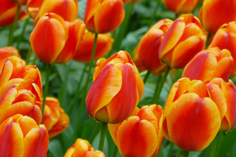 Bulbes de fleurs Non-Traité Tulipe Apeldoorn's Elite calibre 12/+ (1001000)