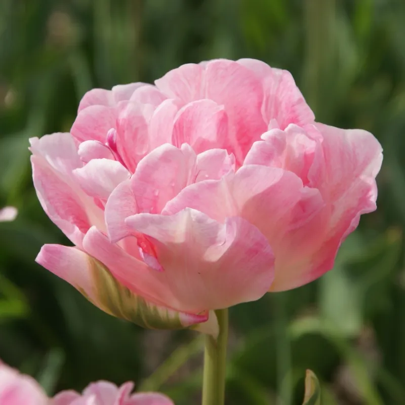 Bulbes de fleurs Non-Traité Tulipe Angélique calibre 12/+ (1000800)