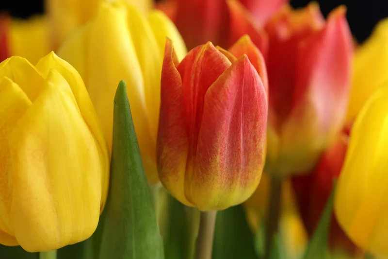 Bulbes de fleurs Non-Traité Tulipe Amberglow calibre 12/+ (1048400)