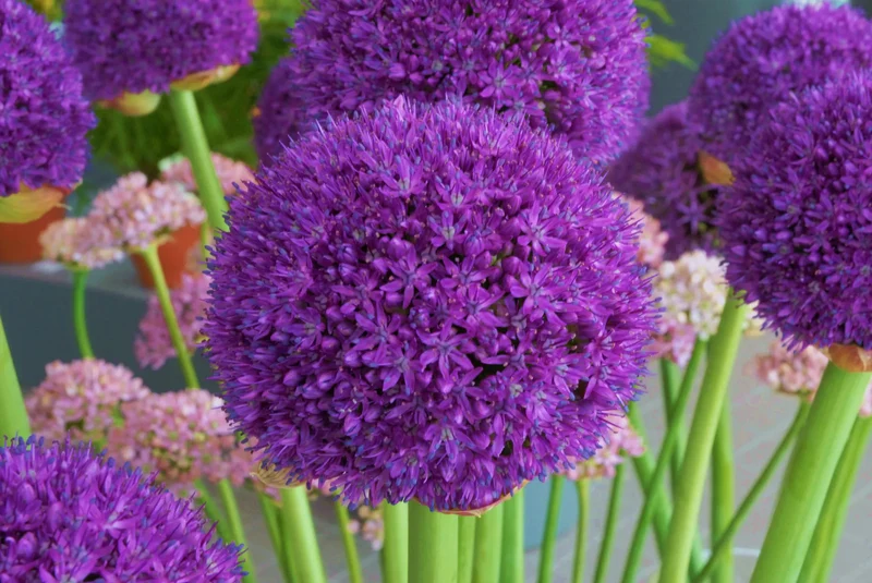 Bulbes de fleurs Non-Traité Allium Ambassador® calibre 20/+ (3100500)