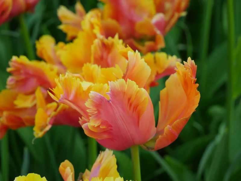 Bulbes de fleurs Non-Traité Tulipe Amazing Parrot® calibre 12/+ (1043400)