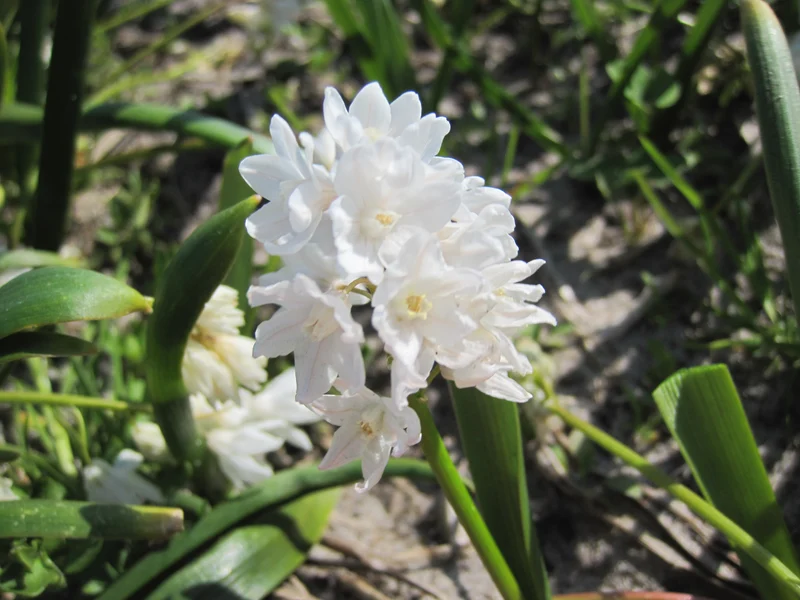 Bulbes de fleurs bio Puschkinia libanotica Alba (Early Stardrift) calibre 5/+ (plial05)