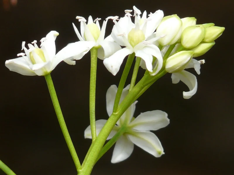 Bulbes de fleurs Non-Traité Scilla siberica Alba calibre 7/8 (3903000)