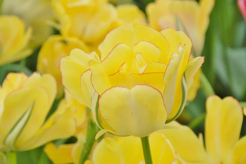 Bulbes de fleurs Non-Traité Tulipe Akebono® calibre 12/+ (1000400)