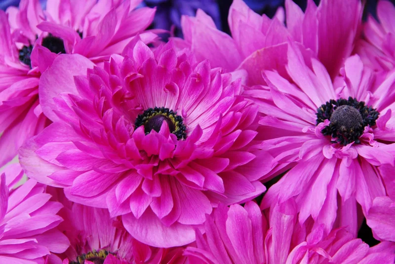 Bulbes de fleurs Non-Traité Anemone Admiral calibre 7/8 (5001100)