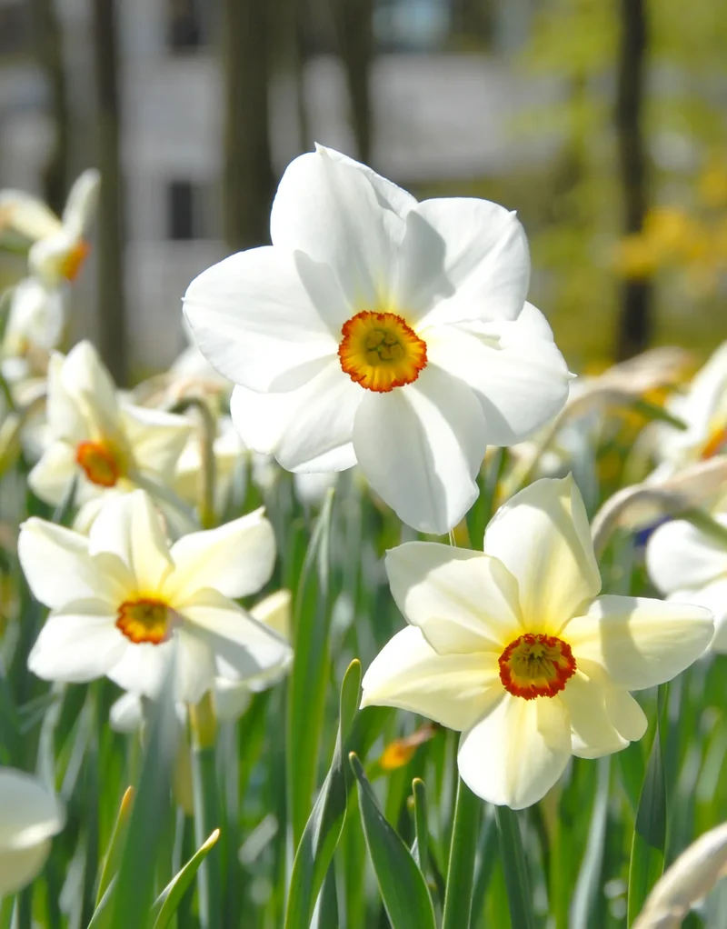 Bulbes de fleurs Non-Traité Narcissus Actaea calibre sp14/16 (2000100)