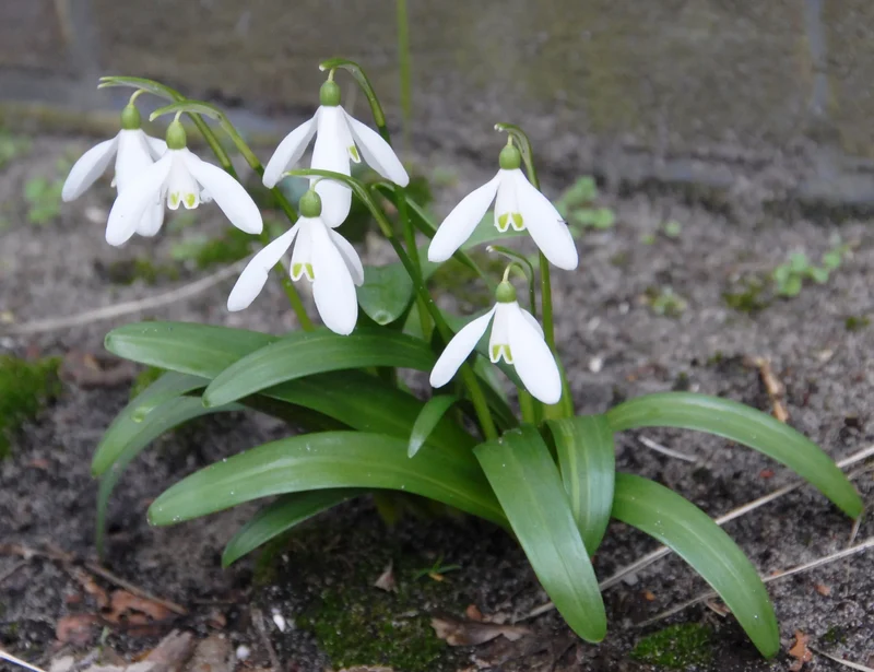 Bulbes de fleurs Non-Traité Galanthus woronowii calibre 6/7 (3702000)