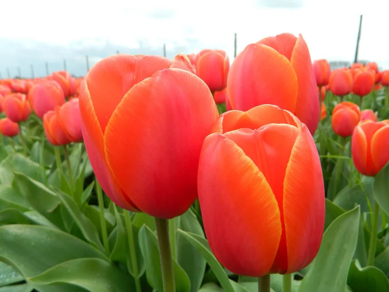 Bulbes de fleurs bio Tulipe Darwin-Hybrid Ad Rem calibre 11/12 (tadre11)