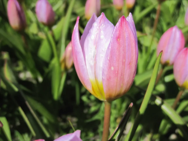 Bulbes de fleurs bio Tulipe bakerii Lilac Wonder calibre 5/+ (tliwo05)