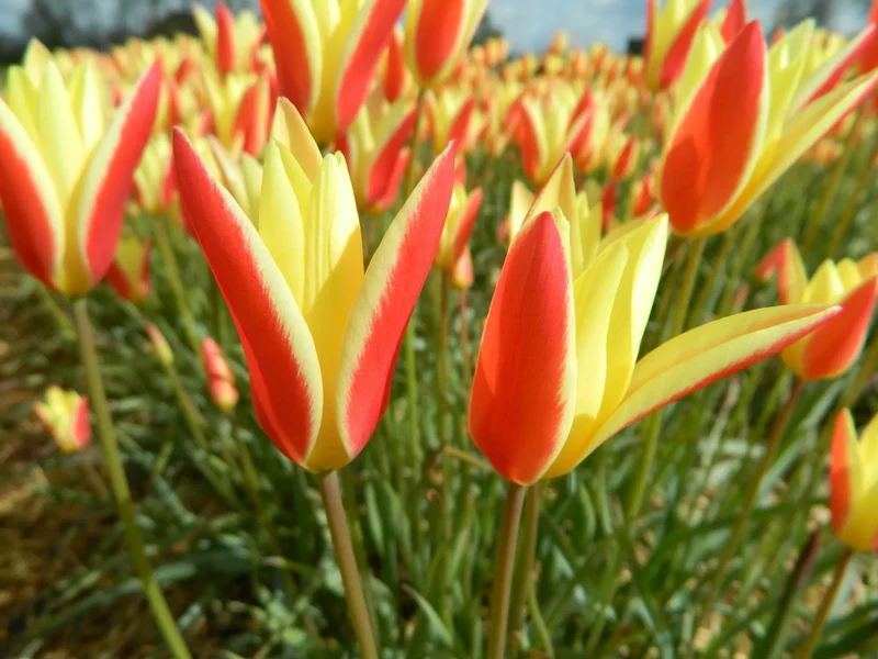 Bulbes de fleurs bio Tulipe clusiana tinka calibre 5/+ (ttink05)