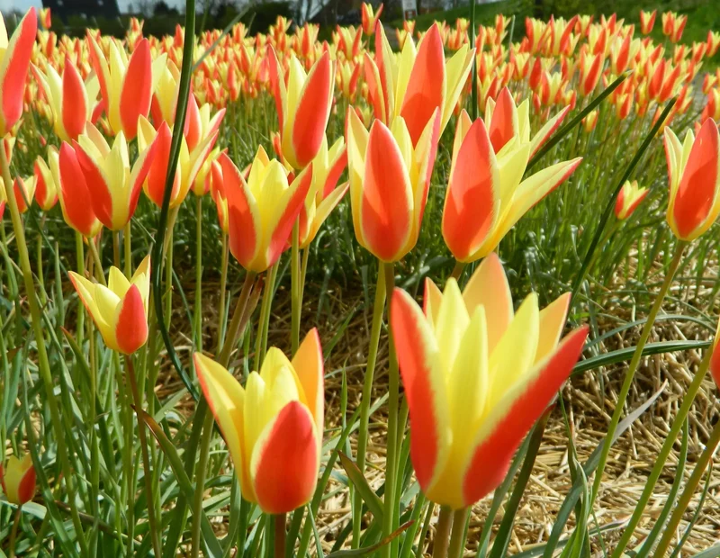 Bulbes de fleurs bio Tulipe clusiana tinka calibre 5/+ (ttink05)