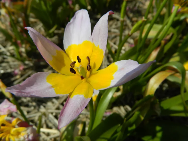 Bulbes de fleurs bio Tulipe saxatilis calibre 5/+ (tsaxa05)