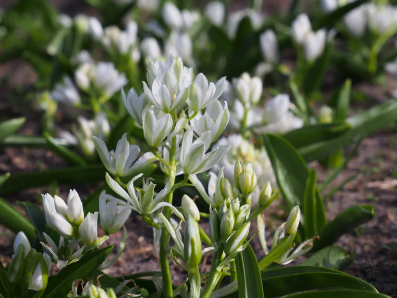 Bulbes de fleurs bio Ornithogalum oligophyllum White Trophy (Rockery ornithogalum) calibre 5/+ (obala05)