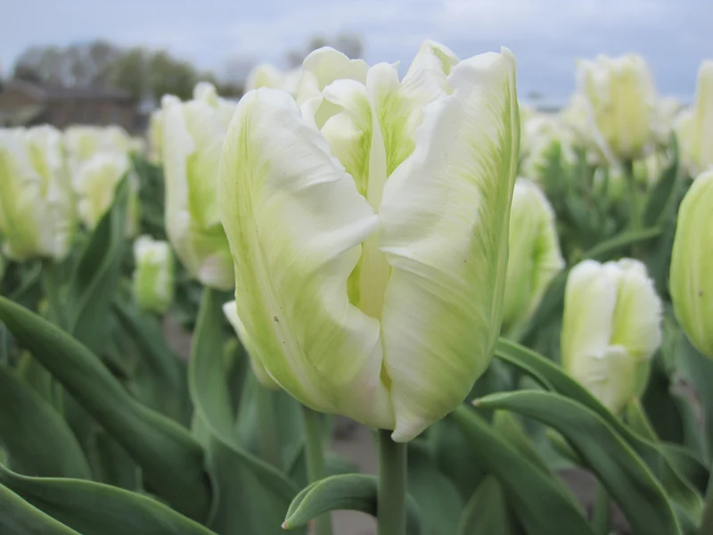 Bulbes de fleurs bio Tulipe Parrot Masterpeace calibre 11/12 (twhre11)