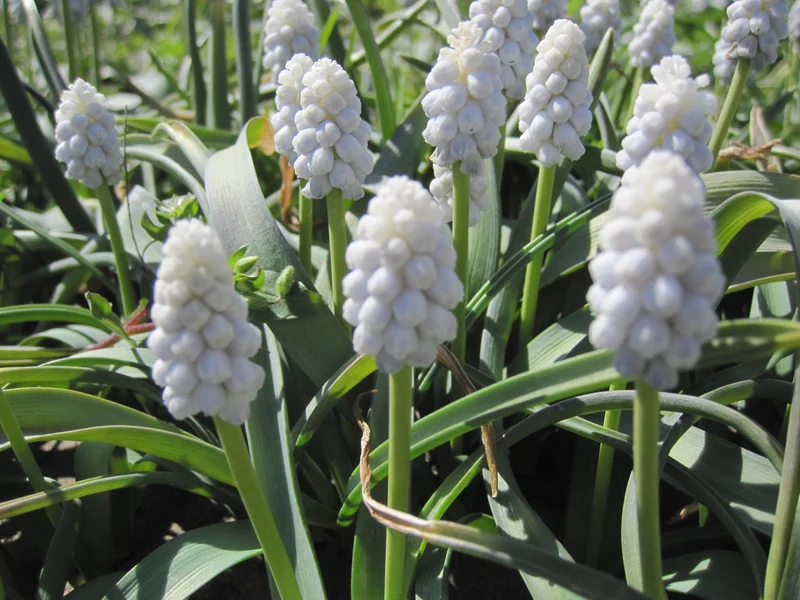 Bulbes de fleurs bio Muscari White Magic calibre 6/7 (mwhma06)