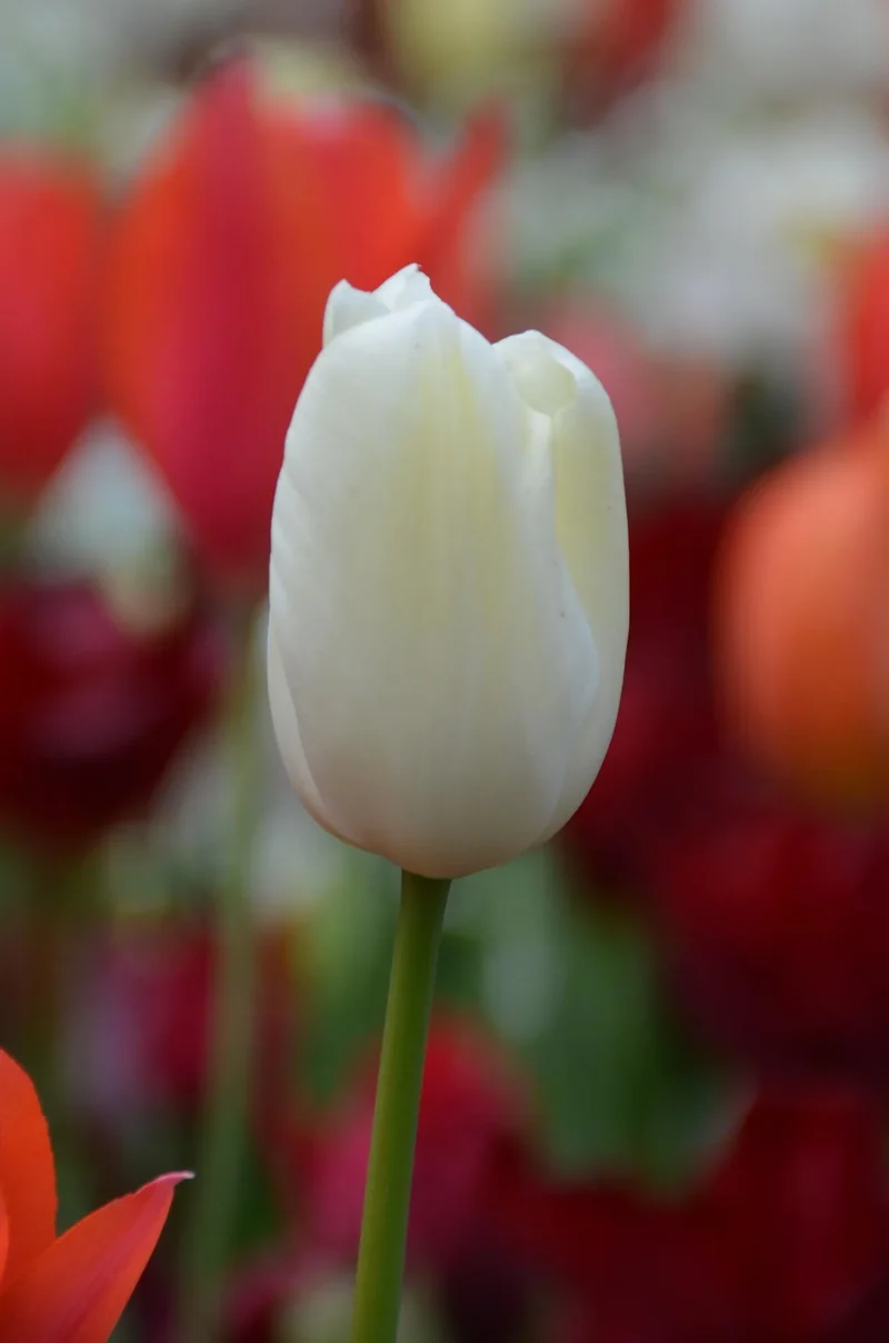 Bulbe Tulipe White Flag 11+ Bio