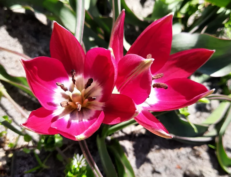 Bulbes de fleurs bio Tulipe Tiny Timo calibre 5/+ (ttiti05)