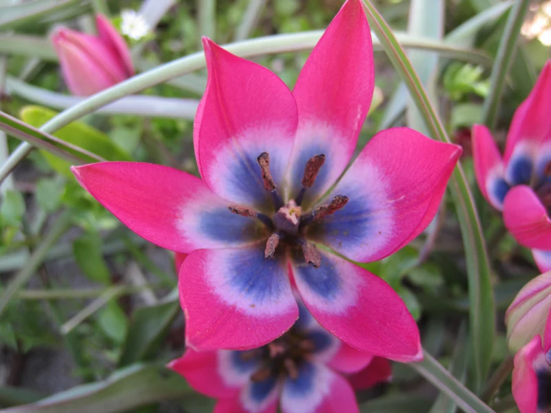 Bulbes de fleurs bio Tulipe humilis Little Beauty calibre 5/+ (tlibe05)