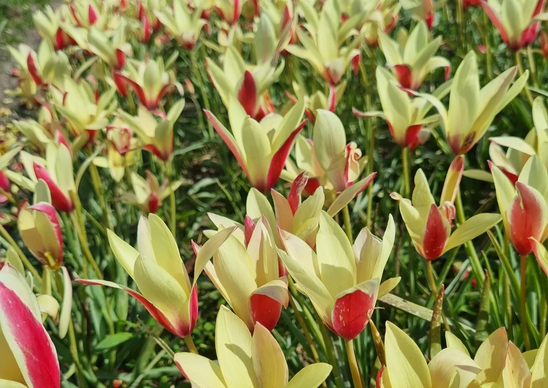 Bulbe Tulipe Clusiana Cynthia 5+ Bio