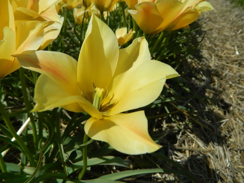 Bulbes de fleurs bio Tulipe batalinii Bronze Charm calibre 5/+ (tbrch05)