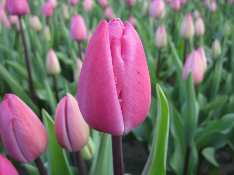 Bulbes de fleurs bio Tulipa Triumph Tineke van der Meer calibre 11/12 (ttime11)