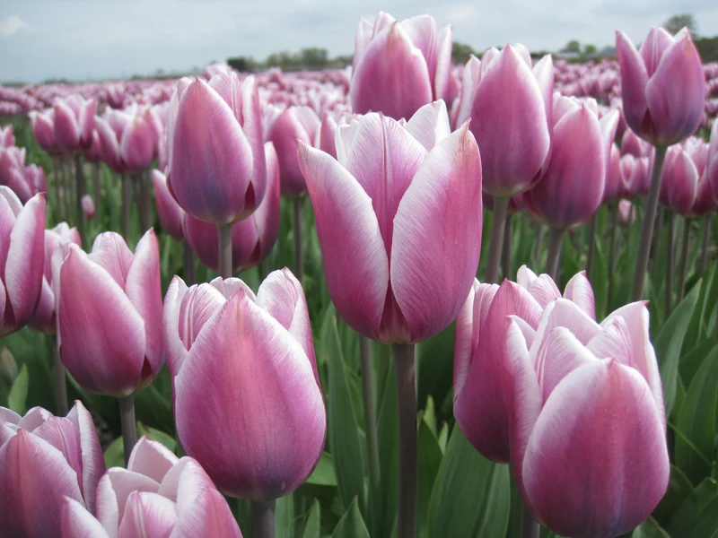 Bulbes de fleurs bio Tulipa Triumph Synaeda Blue calibre 11/12 (tsybl11)