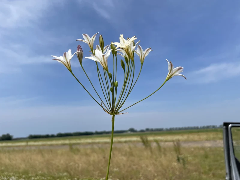Bulbe Brodiaea Silver Queen 5+ Bio