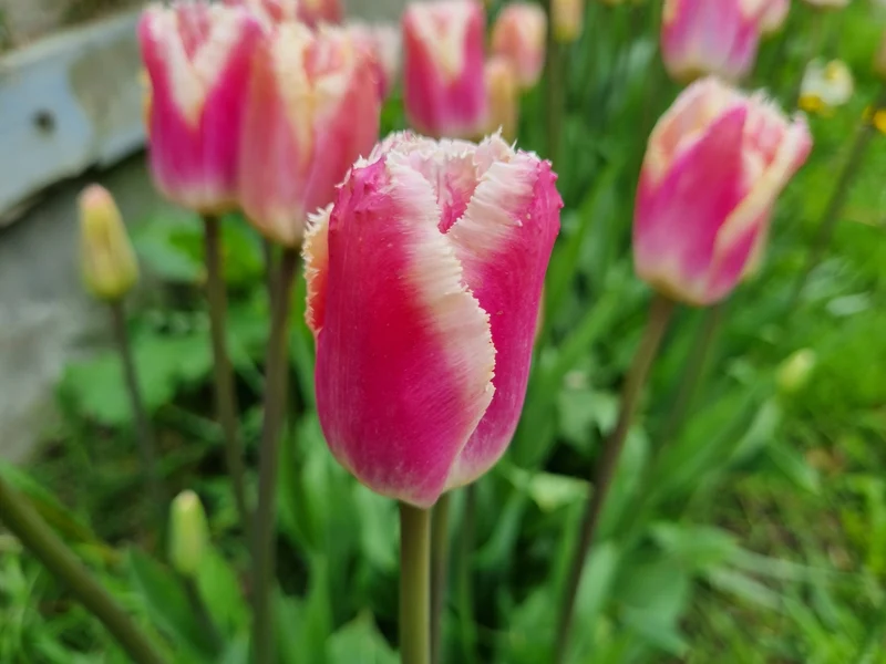Bulbes de fleurs bio Tulipe Fringed Siesta calibre 11/12 (tsies11)