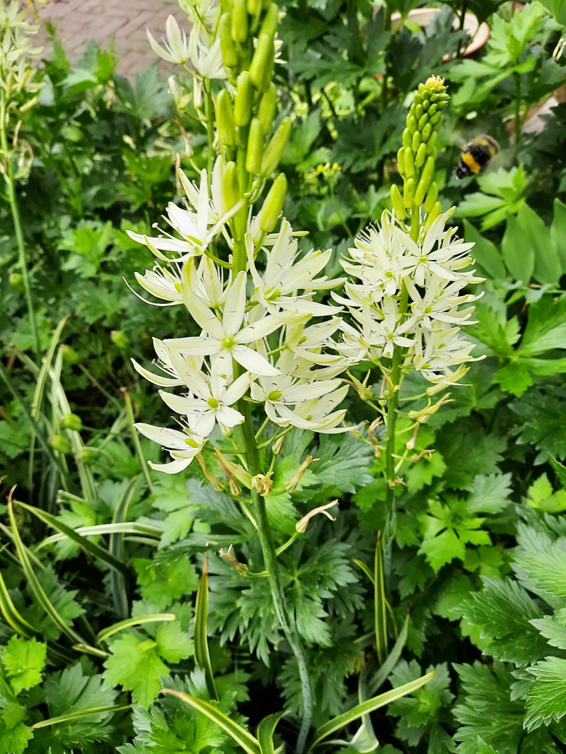 Bulbes de fleurs bio Camassia leichtlinii Sacajawea (Indian hyacinth) calibre 14/+ (csaca14)