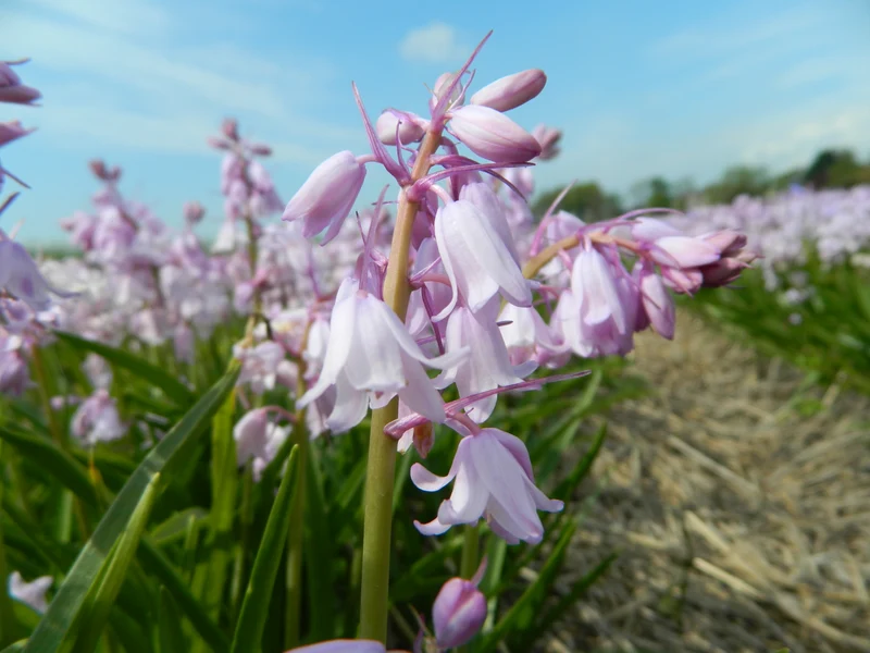 Bulbes de fleurs bio Hyacinthoides hispanica pink (Spanish bluebell) calibre 6/+ (hhiro06)