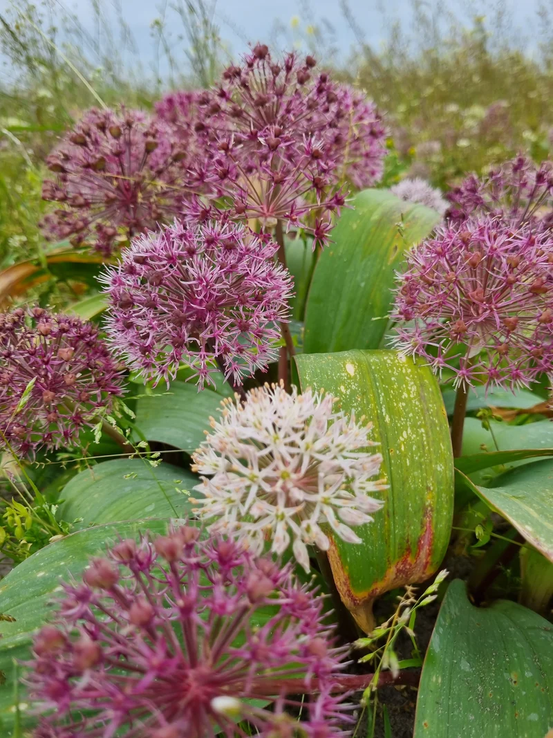 Bulbe Allium Red Giant Stat 10+ Bio