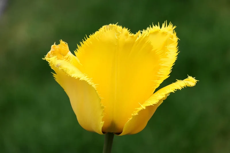 Bulbe Tulipe Rebellious Yellow 11+ Bio