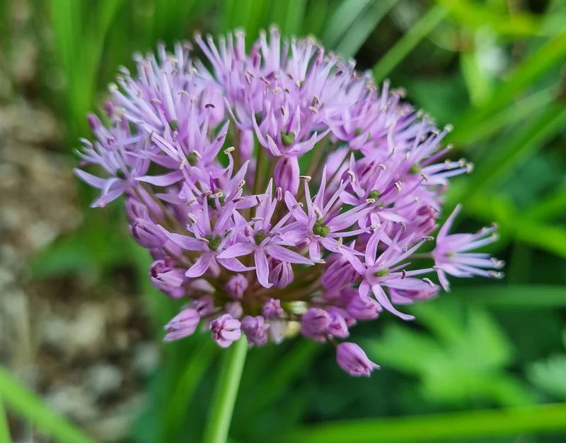 Bulbes de fleurs bio Allium Star allium Violet Beauty calibre 10/+ (avibe10)