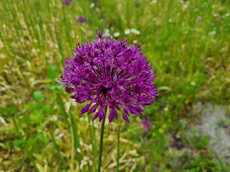 Bulbes de fleurs bio Allium Purple Rain calibre 10/+ (apura10)