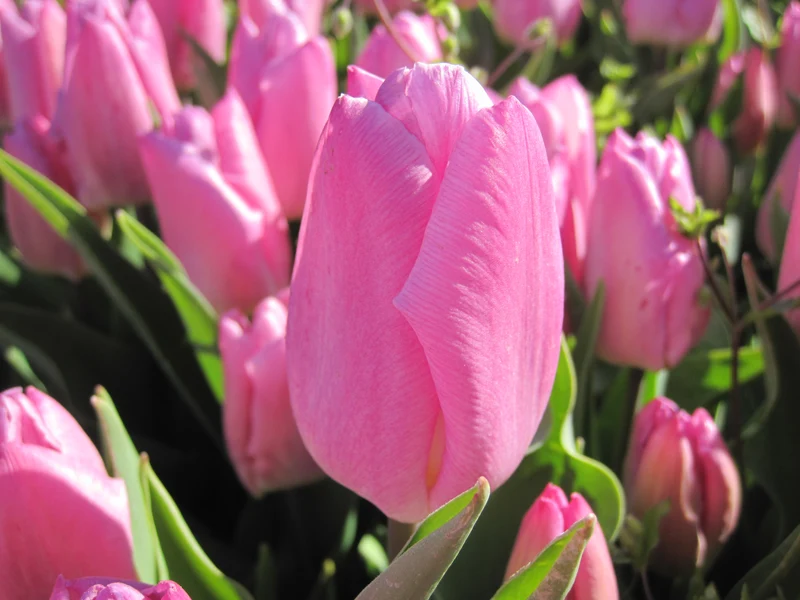 Bulbe Tulipe Pink Prince 11+ Bio