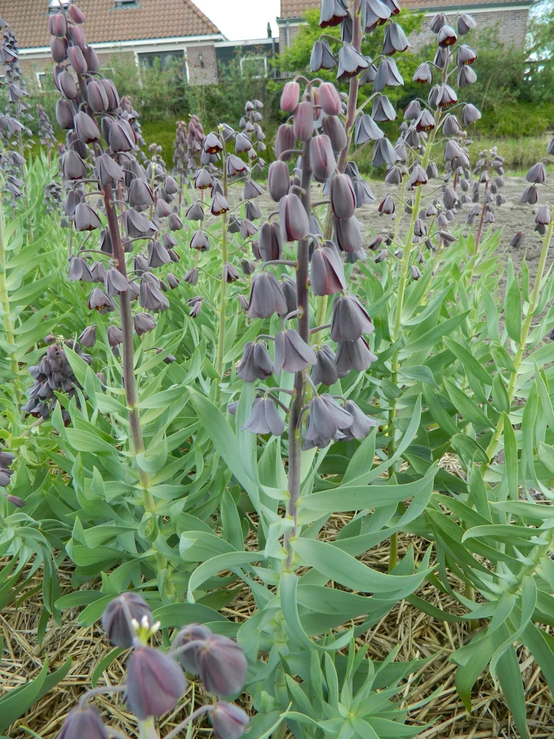 Bulbe Fritillaire Persica 16+ Bio