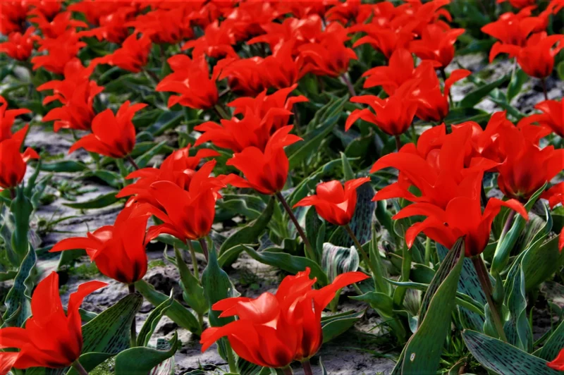 Bulbes de fleurs bio Tulipe Greigii Pedro calibre 11/+ (tpedr11)