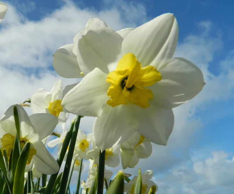 Bulbes de fleurs bio Narcisse Split-corona Papillon Blanc calibre 12/14 (npabl12)