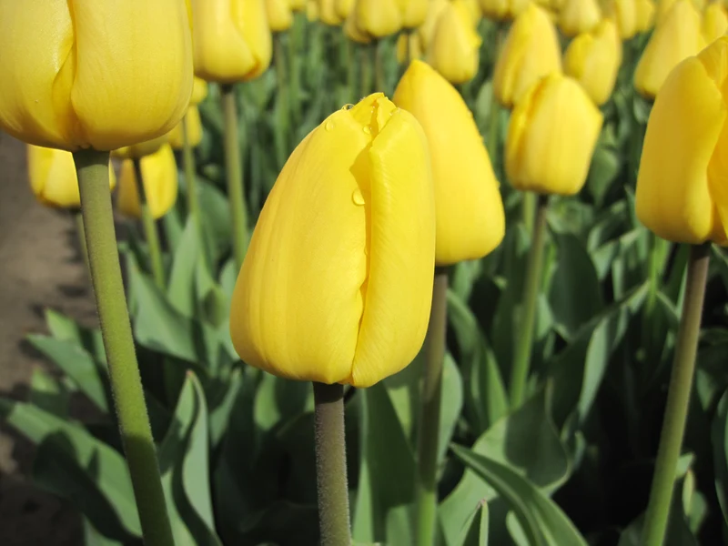 Bulbes de fleurs bio Tulipa Triumph Novi Sun calibre 11/12 (tnosu11)